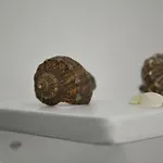 Pensiunea Codalb Gæstehus
