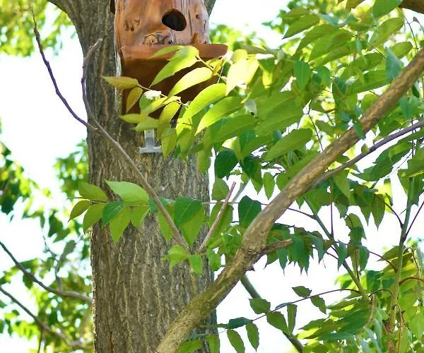 Pensión Pensiunea Codalb 4*